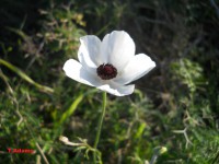 /album/wildflowers/ranunculus-asiaticus-yp-alba-jpg/